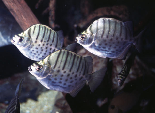 Selenotoca multifasciata